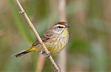 Palm Warbler